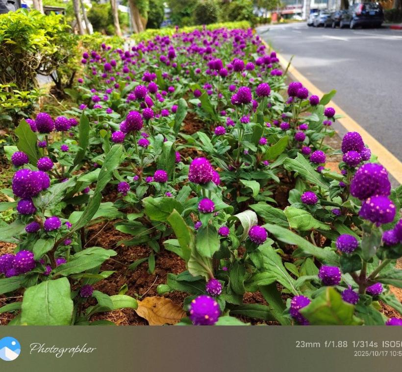 千日紅的花朵小巧可愛，還是蜜源植物，為城市注入更多 自然生機。
