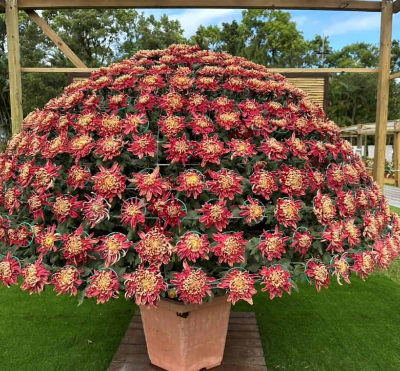 受到日光環繞的大立菊，展現雄偉的花王氣勢