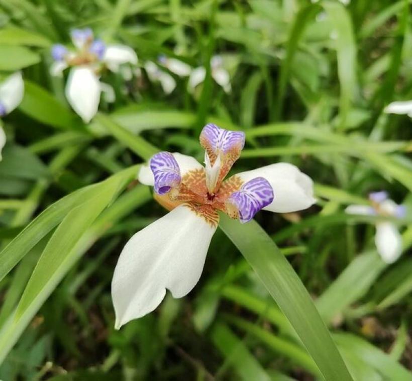 蘭雅1號公園巴西鳶尾特寫。