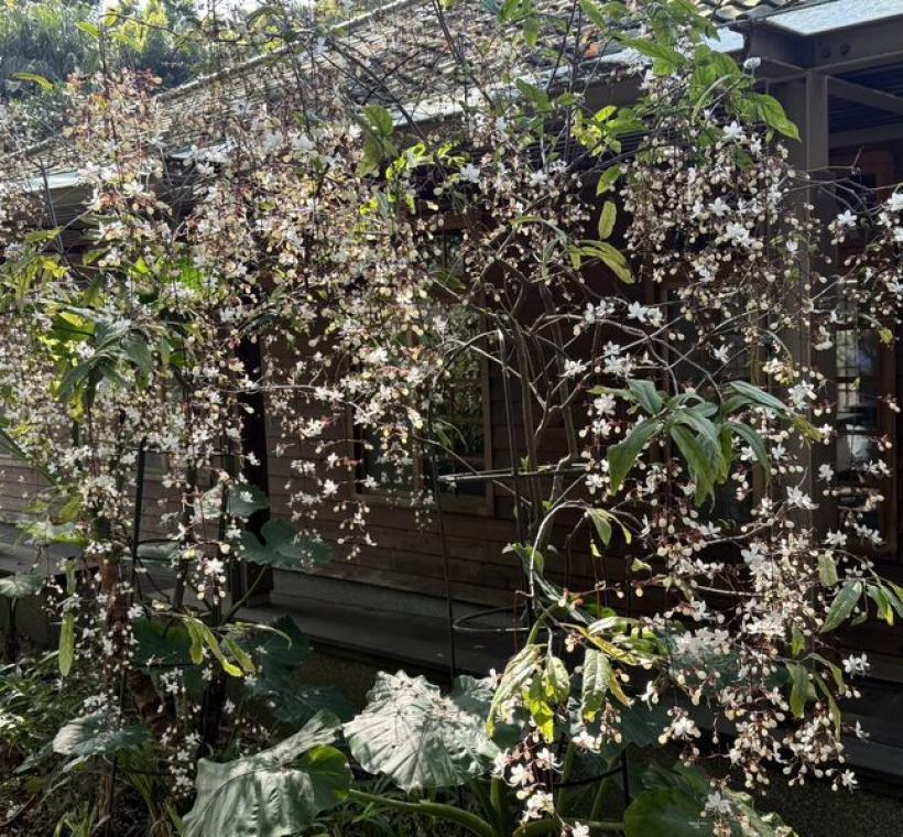 綠化教室外種植多株垂枝茉莉。