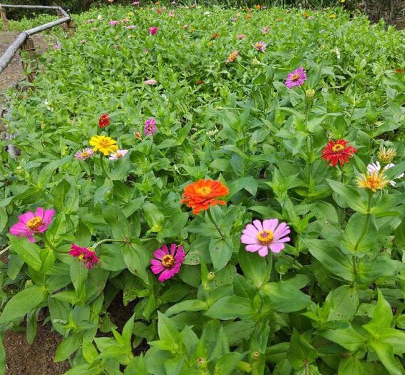 百日草近照