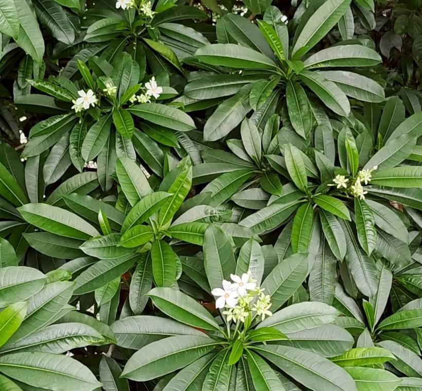  海檬果為夾竹桃科常綠喬木，為臺灣原生樹種，主要分布在海岸沙地或近海河流兩岸