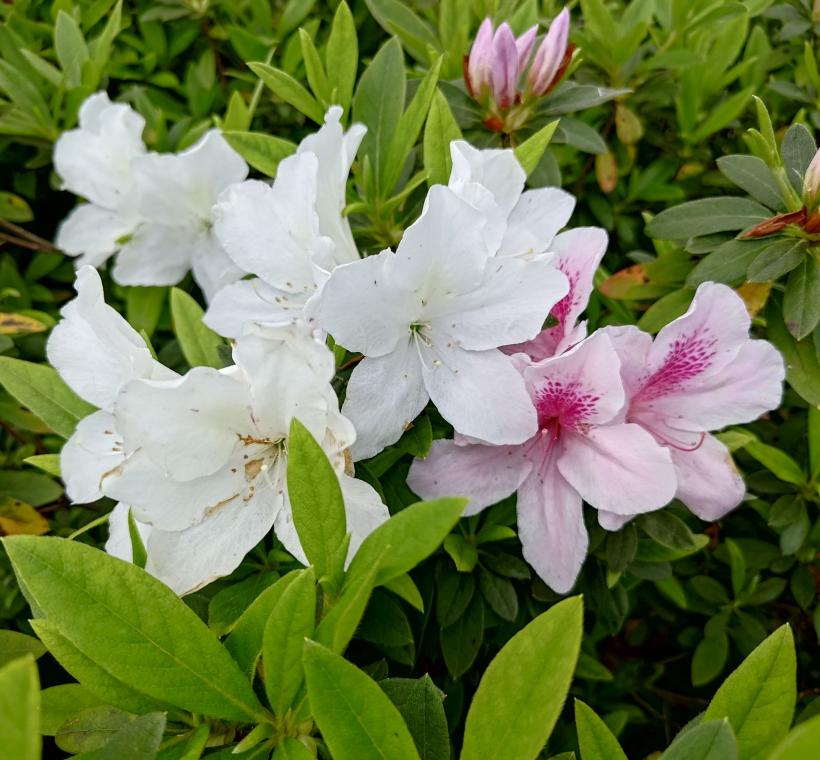 平戶杜鵑-白琉球與粉白，盛開如霞，為春日城市增添一抹詩意色彩。