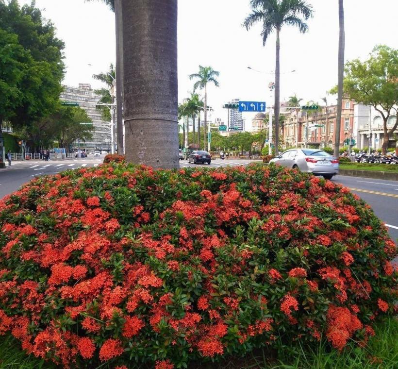 中山南路上矮仙丹花迎風盛放，彷彿將夏日的熱情凝聚成一團團絢麗花火，在道路分隔島、綠帶及街角綠地綻放耀眼光彩