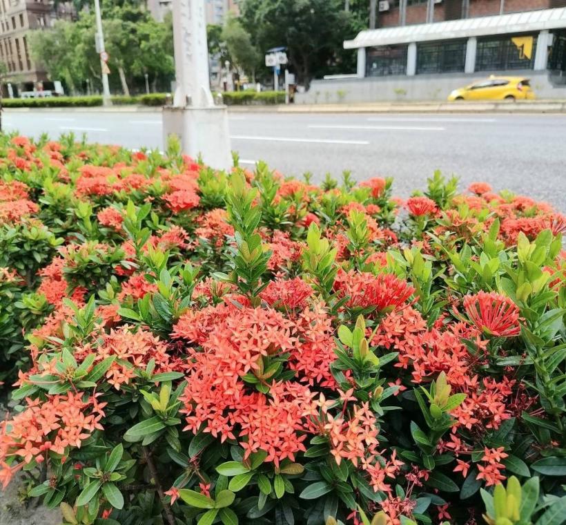 忠孝東路新生南路口矮仙丹花迎風盛放，彷彿將夏日的熱情凝聚成一團團絢麗花火，在道路分隔島、綠帶及街角綠地綻放耀眼光彩