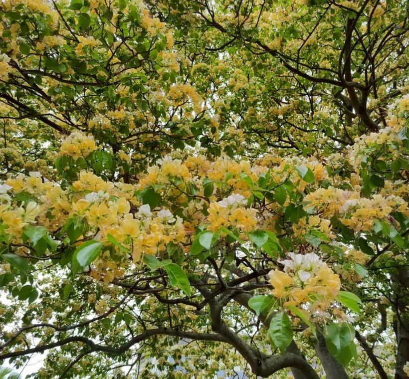 加羅林魚木花期為每年4月份，花生長於帶葉枝條的先端，白色後轉變為淡黃色或橘黃色，因此有著不同顏色層次美感