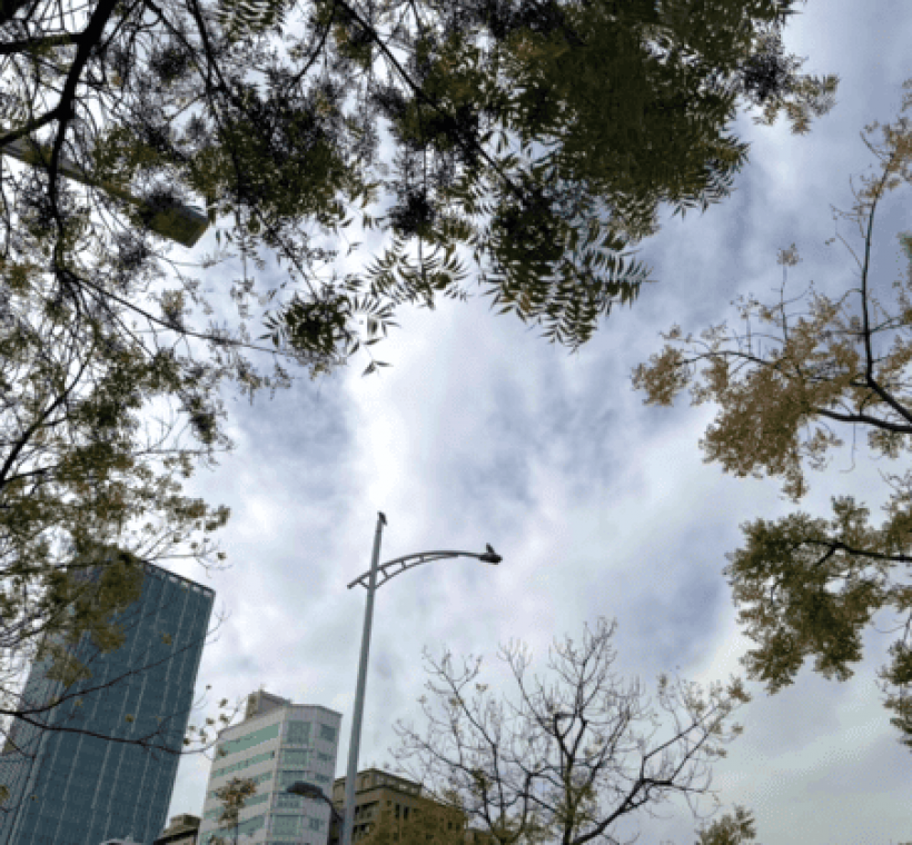 黃連木綠、橘、紅、黃葉錯落有致