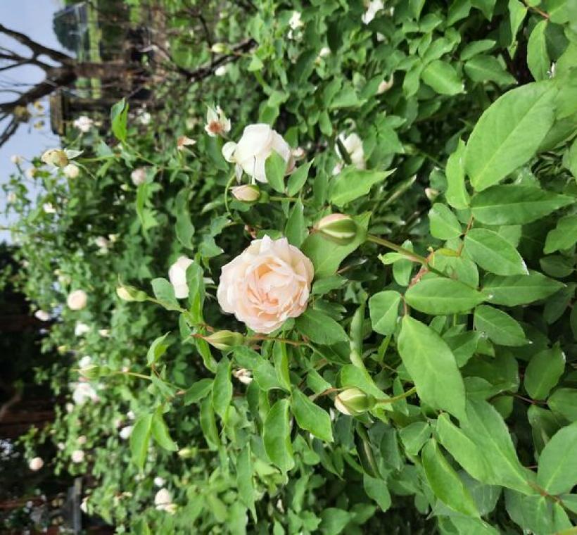 「白櫻鏡」耐熱又多花，適合園藝新手栽植。