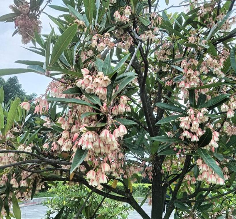 水石榕的花瓣邊緣會裂開成羽毛形狀，花帶清香。
