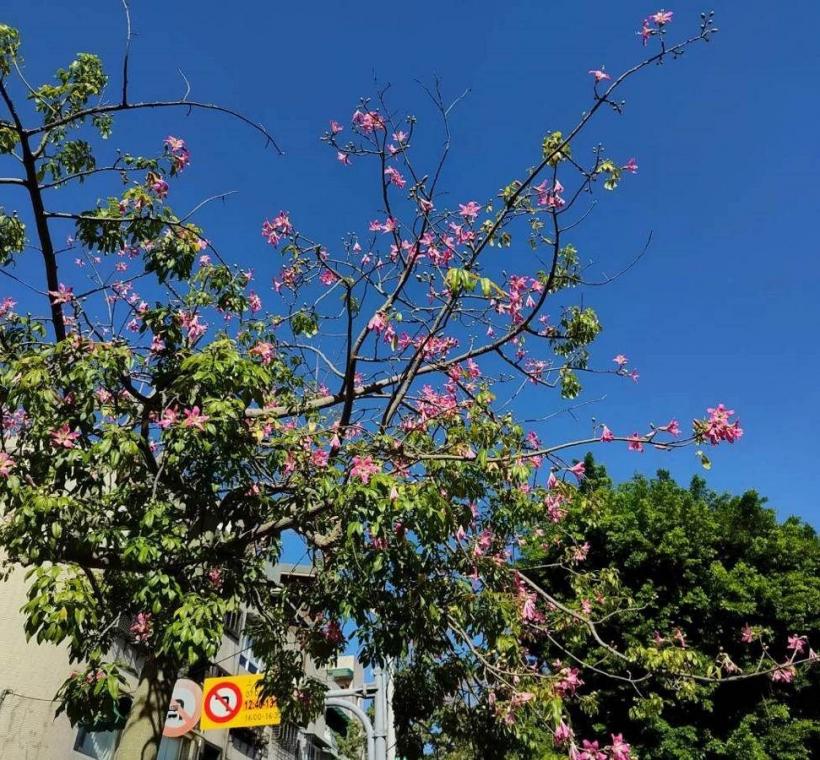 秋意漸濃，臺北街頭卻迎來一場美人樹繽紛的秋日花景(忠義街)