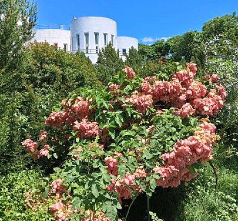 新生公園內粉葉金花有如夏日聖誕紅。
