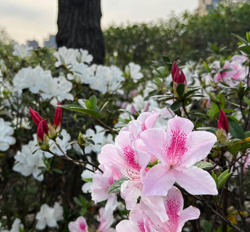 2024台北杜鵑花季美照-大安森林公園(2)