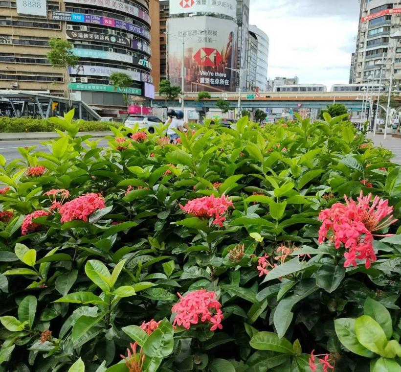 忠孝東路與復興南路口的大王仙丹，盛開著柔和浪漫的粉色花朵，層層花序宛如彩霞輕灑街頭，為繁忙都市增添幾分溫柔氣息