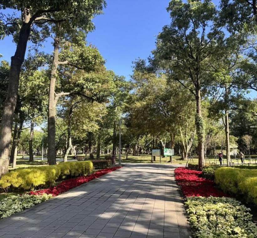 聖誕紅最具特色的是其鮮豔的苞葉(苞片) 隨著花青素的累積變換色彩