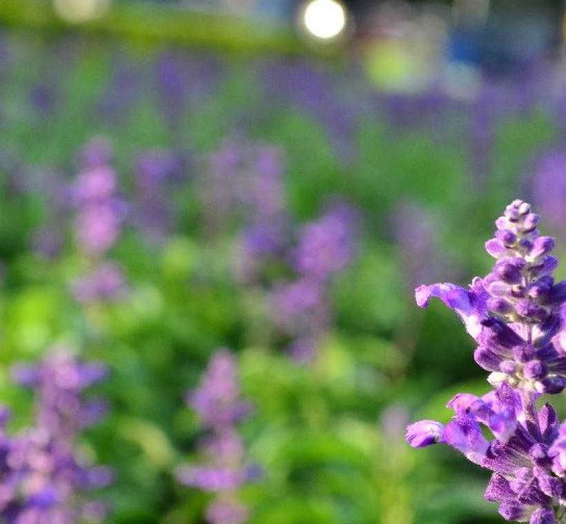 藍色系粉萼鼠尾草一景