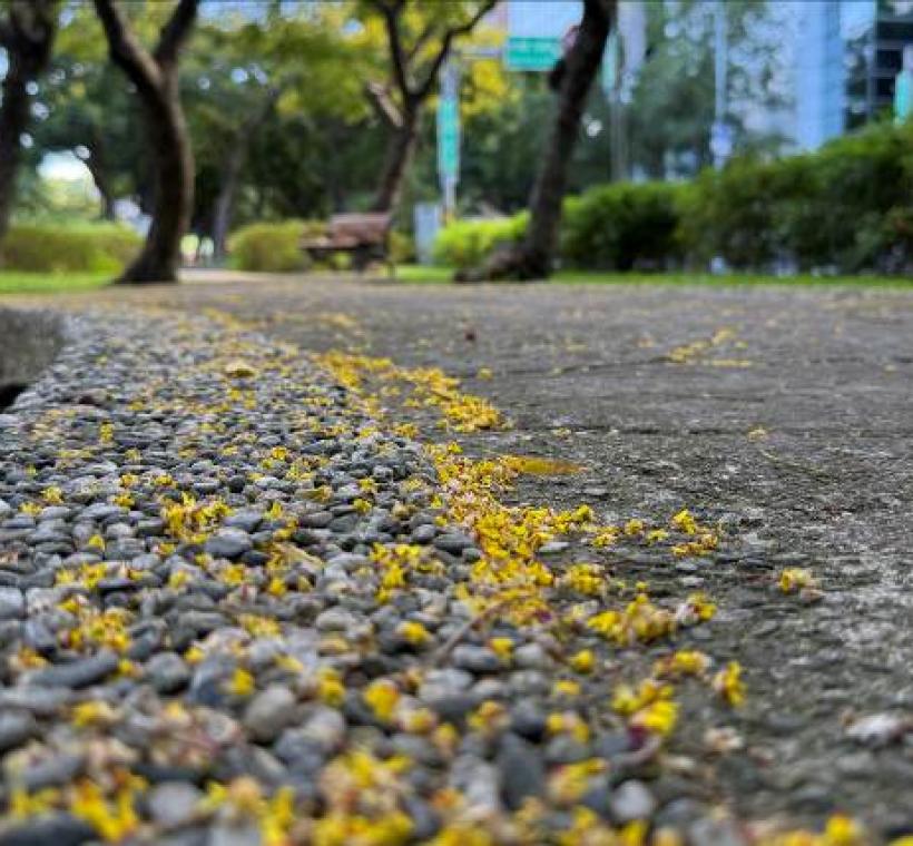 微風吹拂，細碎花瓣如黃金雨般灑落