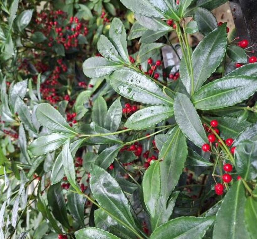 「硃砂根」晶瑩剔透的果實掛滿枝頭，搭配綠葉襯托，具有富貴吉祥好兆頭。