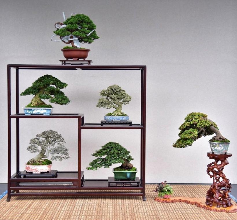 數十年至百年以上的珍稀盆景展示（台北盆景協會提供）