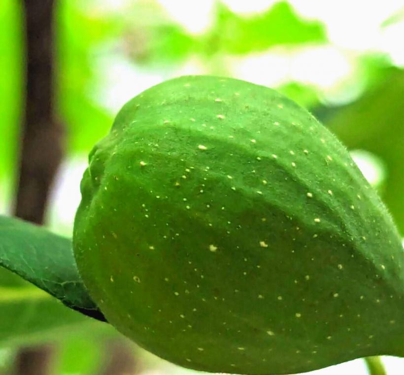 圖2無花果樹的果實，呈梨形或卵形。