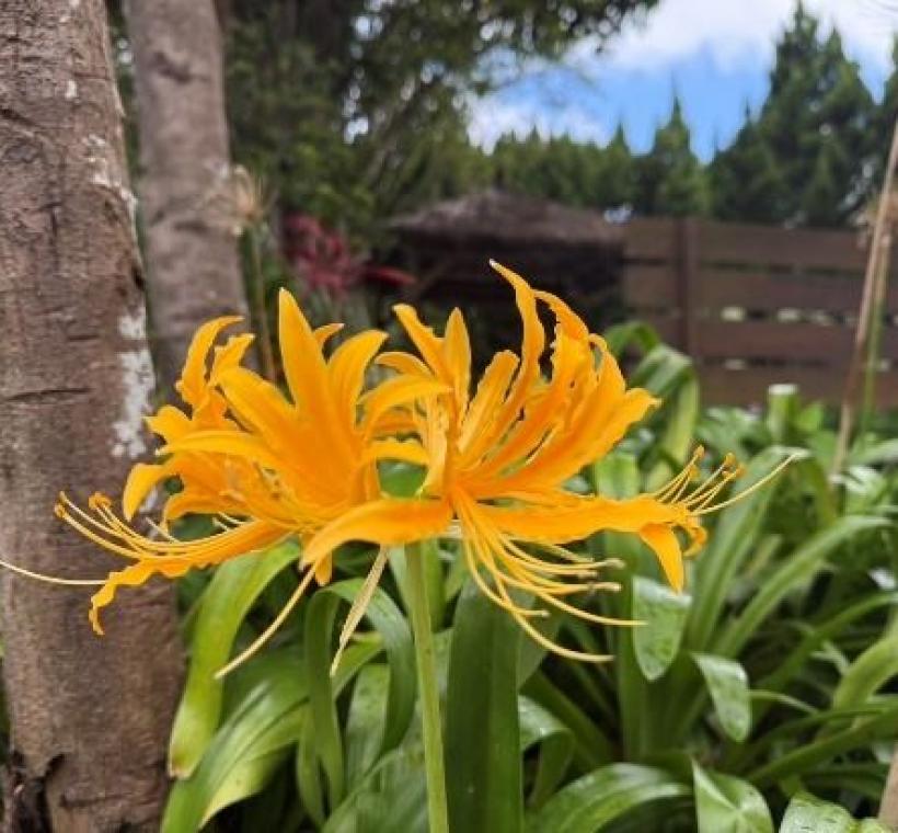 金花石蒜「見花不見葉、見葉不見花」，加上花期短暫，更顯難得。