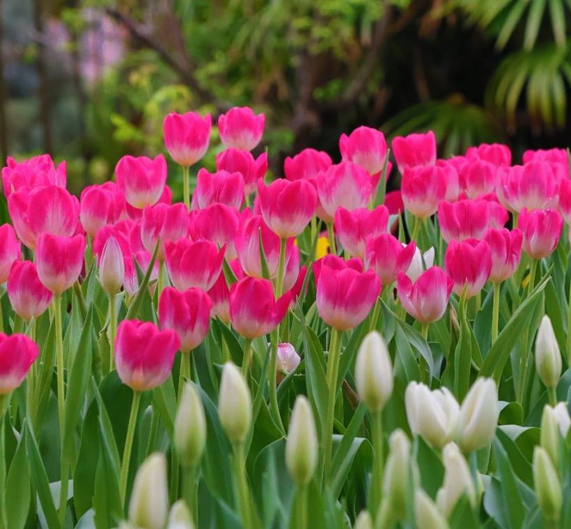 今年使用多種來自日本礪波市特色品種，如顏色粉嫩的桃太郎