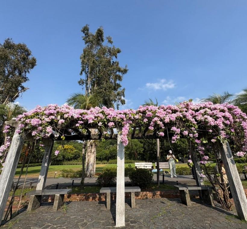 攀滿整個涼亭廊架的蒜香藤花海