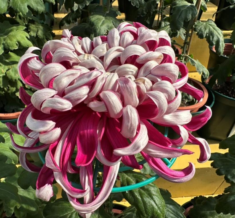 花瓣上向呈現不同色澤，貴氣逼人的厚物菊「精興之艷」