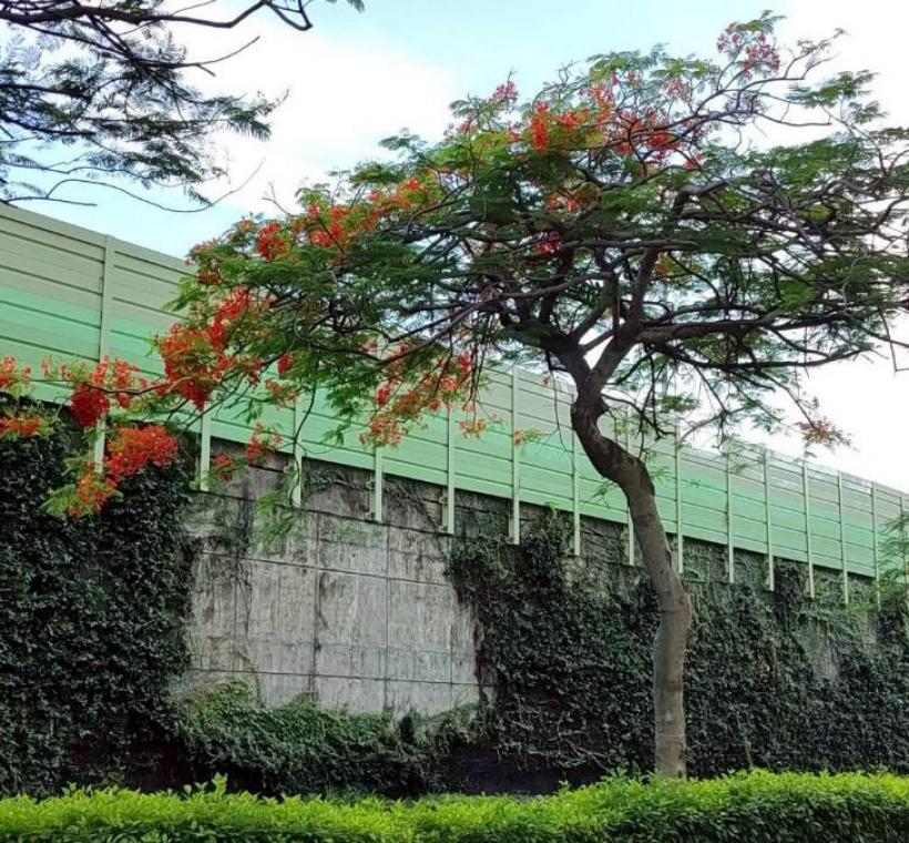 安康公園有數株鳳凰木綻放火紅花朵，為城市角落妝點出浪漫而熱情的夏季色彩
