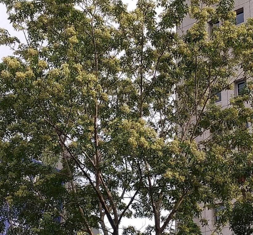 一片片翅果懸掛樹上即將成熟,隨風飄逸彷彿與我們招手