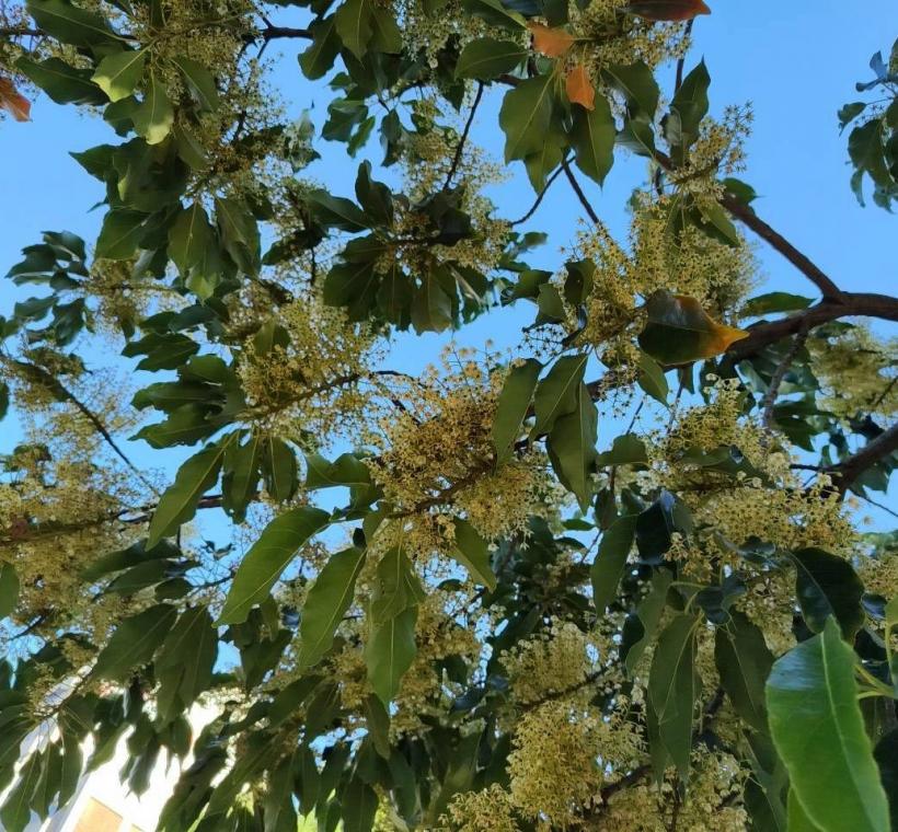 (圖14) 這場「秋天的第一場雪」，不是寒冬降臨，而是臺北送給市民最浪漫的一封情書