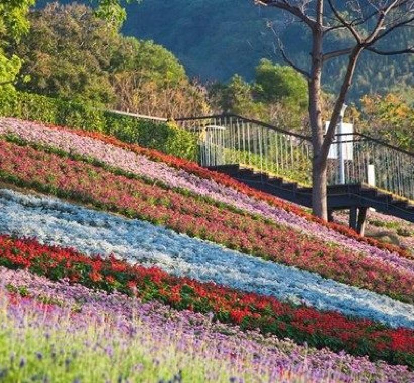 北投三層崎花海浪漫綻放，擁有「臺版富良野」的美稱！