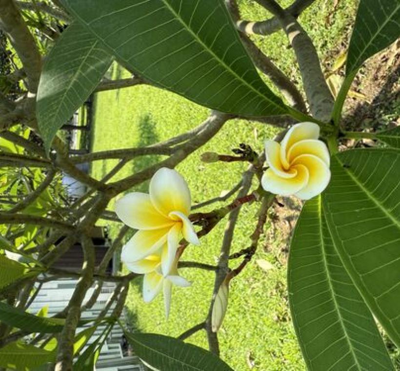 緬梔花瓣外圍白色，中心是黃色，就像一顆雞蛋的顏色，又名雞蛋花。