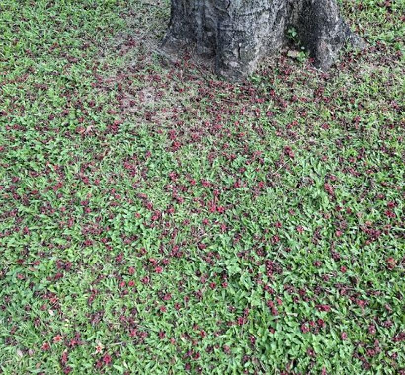 掌葉蘋婆落花灑滿草地，格外有一番景緻。