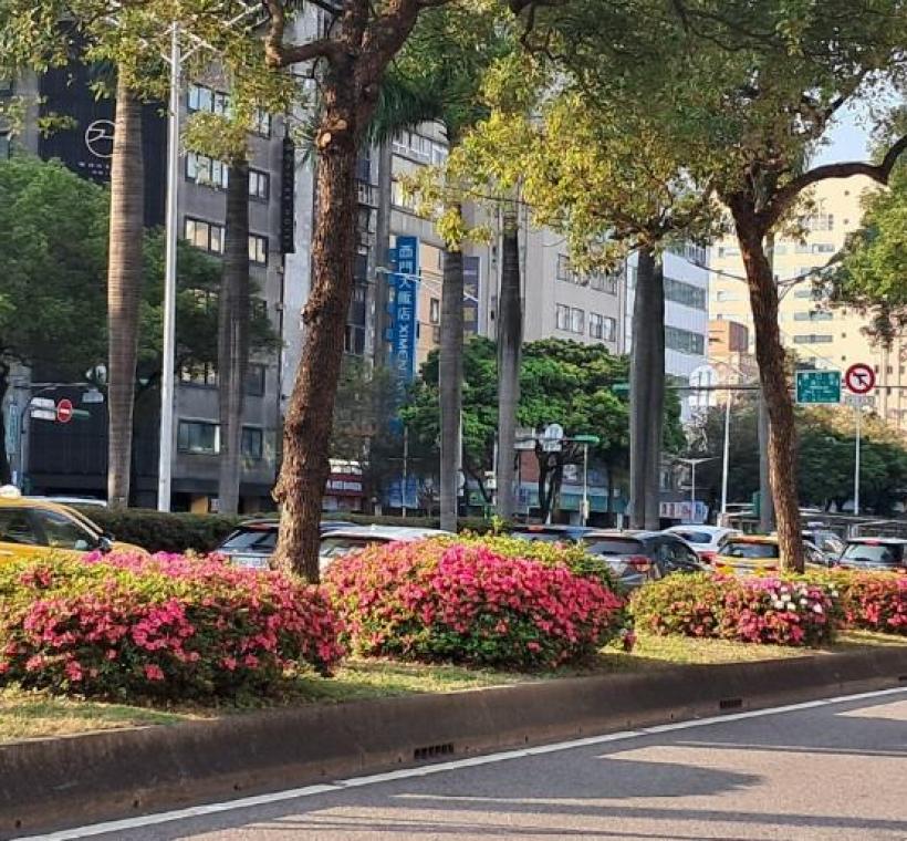  中華路1段杜鵑花盛開情況