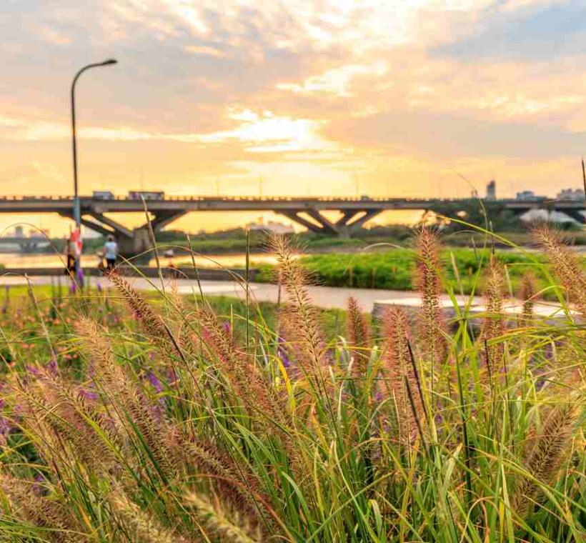 延平河濱花海 不同高度的植栽 打造層次鮮明的花海美景