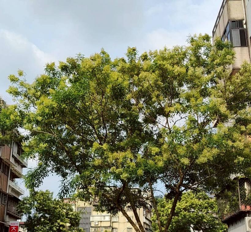 臥龍街光蠟樹則在人行道旁盛開，在日常生活場景中展現恬靜之美