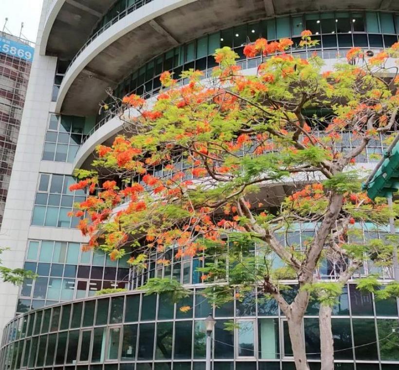 仁愛圓環鳳凰木盛開，濃烈花景交織成夏日最動人的城市風景