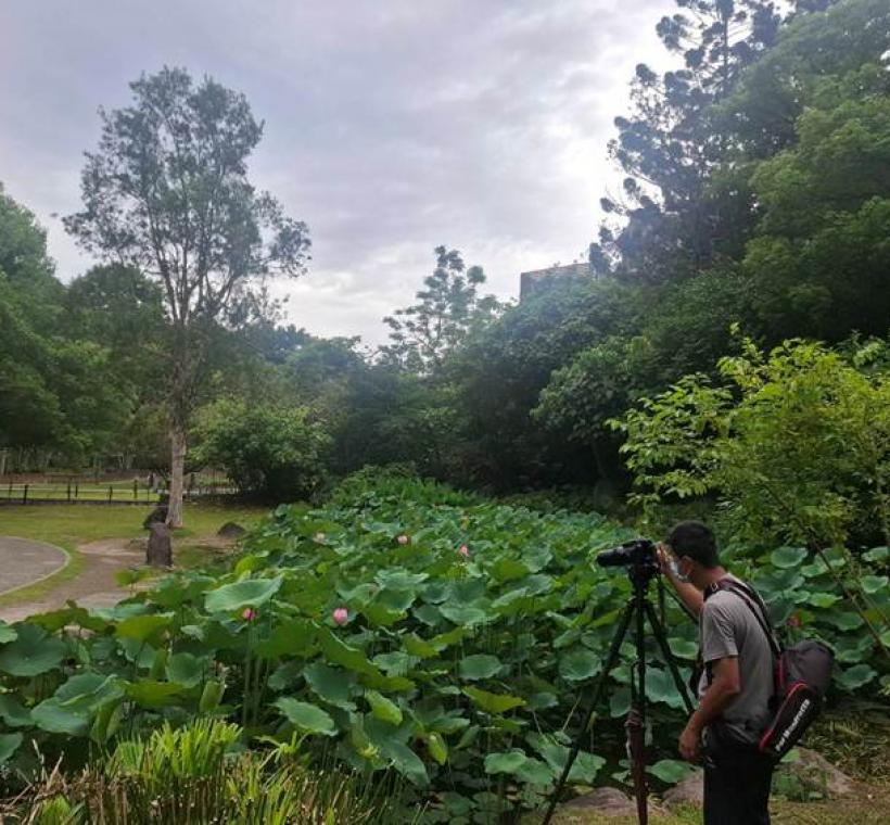 夏荷帶來一片欣欣向榮及嶄新風貌，並吸引民眾前往賞花拍照