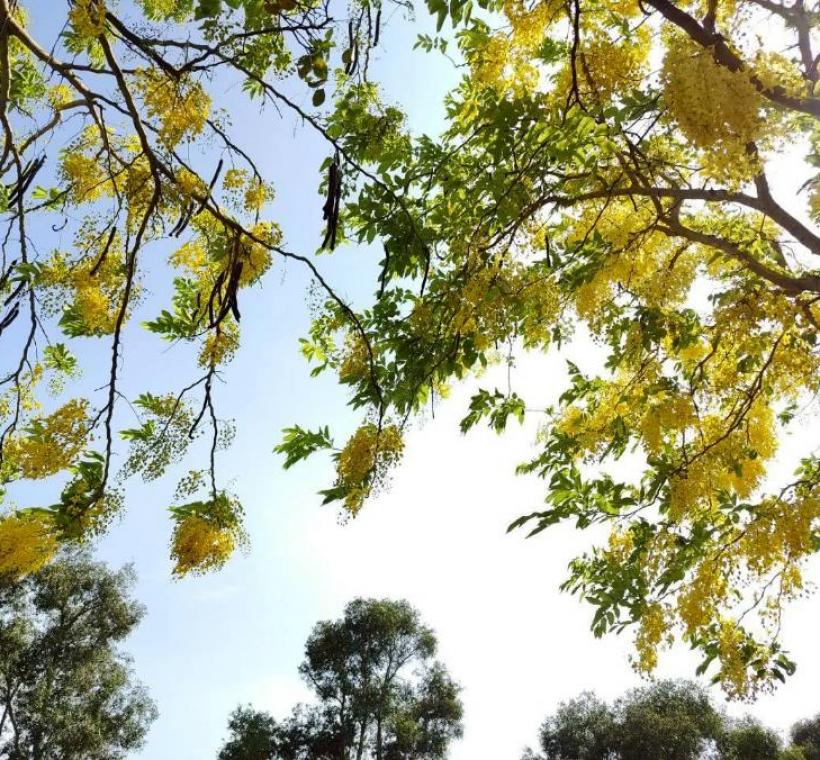 上塔悠及下塔悠公園花串隨風搖曳，金黃色花海沿著道路綿延