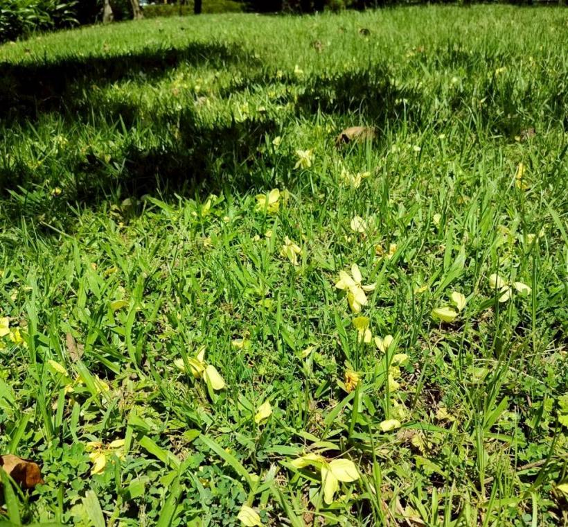 尤其盛開時隨風大量落下的花瓣似如雨下，有「黃金雨」美譽