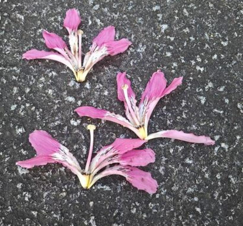 微風輕拂，美人樹捲翹的花瓣悄然落下