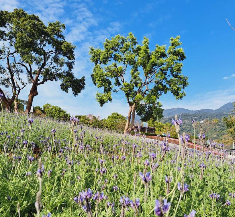 2024三層崎花海，薰衣草