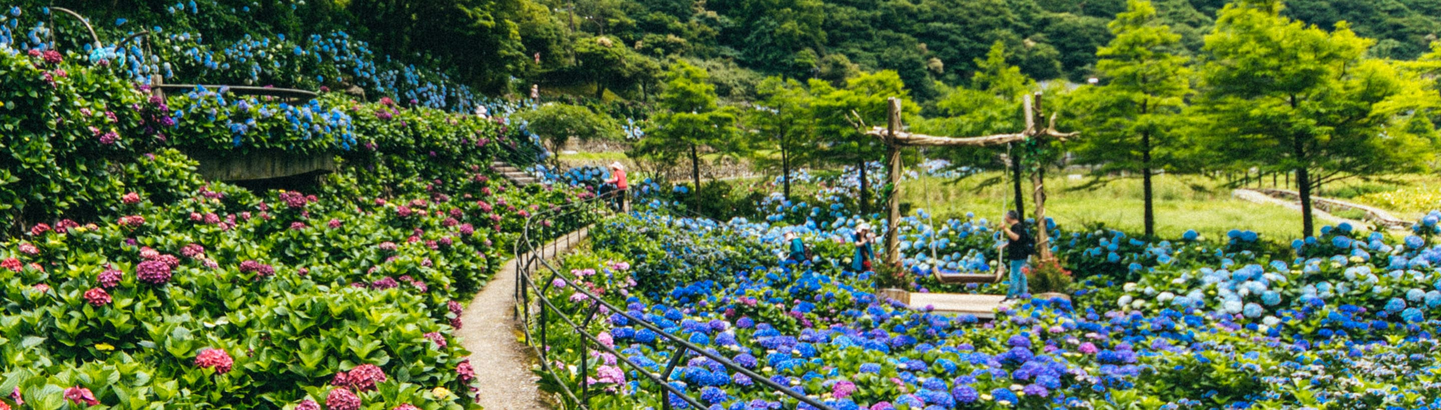 竹子湖繡球花季