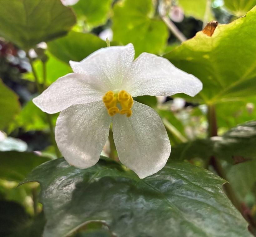 圖3水鴨腳秋海棠的雌花。