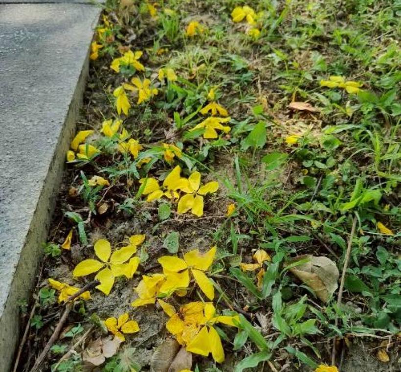 阿勃勒盛開時，花瓣隨風飄落，如細雨般灑滿人行道，也像是大自然送給城市的一封夏日情書