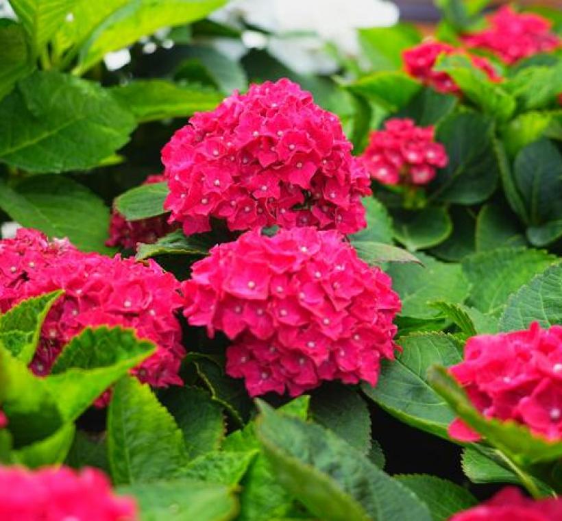 大安森林公園杜鵑花心心繡球花-皇家紅ROYAL RED