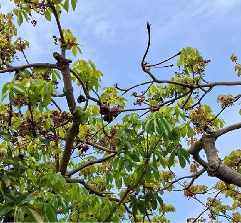 掌葉蘋婆的豔紅果實爆開，露出黑亮種子。