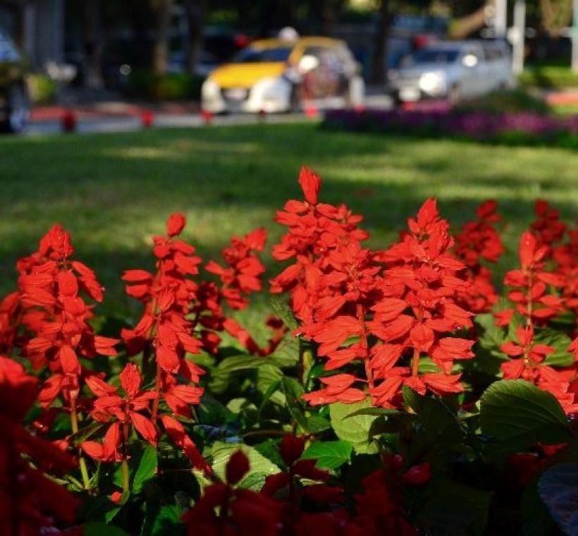 仁愛路紅色一串紅