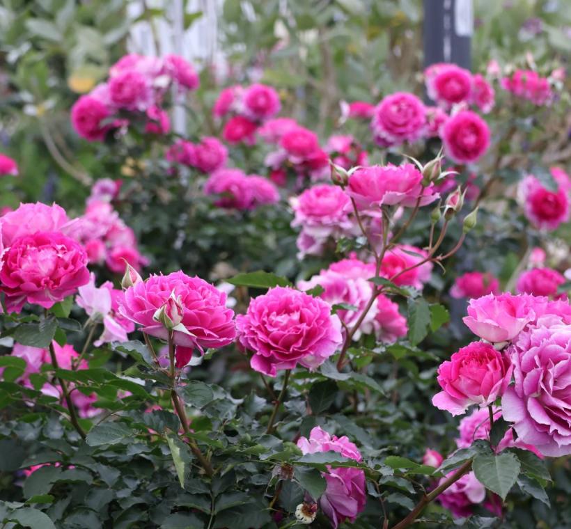 五彩玫瑰園區的「雪拉莎德」大量盛開，吸引民眾駐足拍照