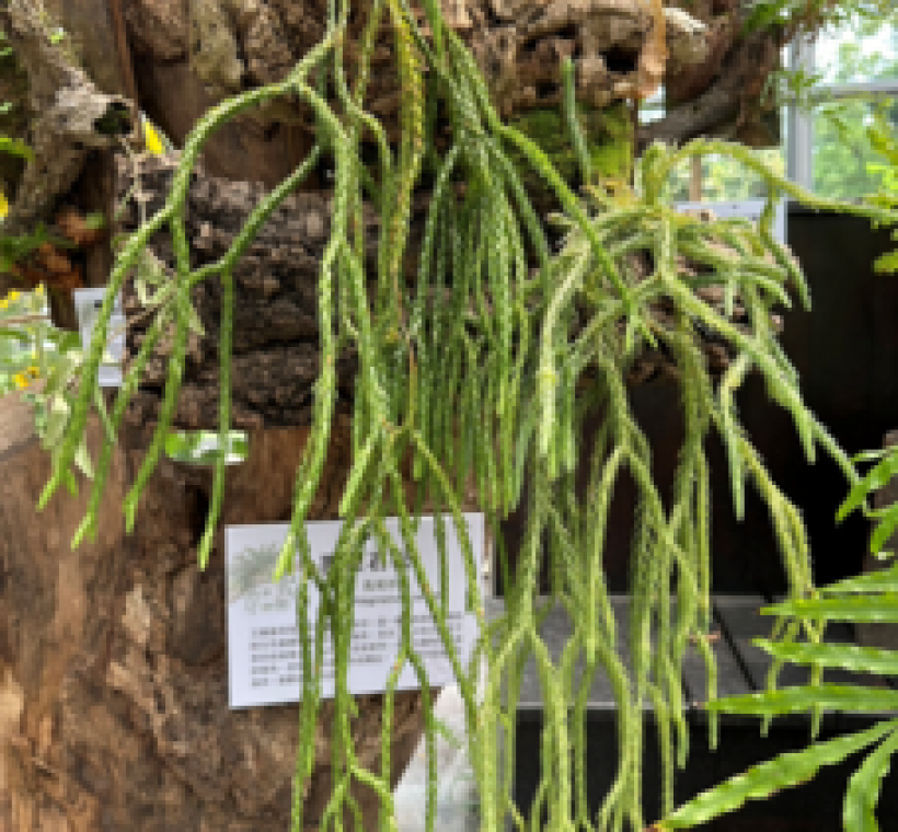 「覆葉石松」為細長、多次二叉分枝且自然下垂枝條為極具美感的的附生性擬蕨植物